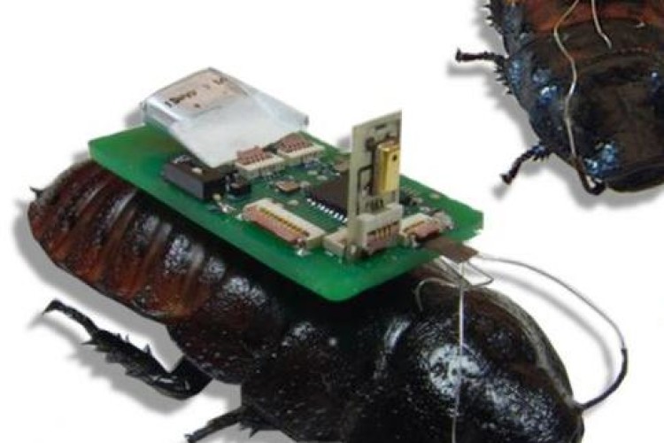 Cockroach surveyor