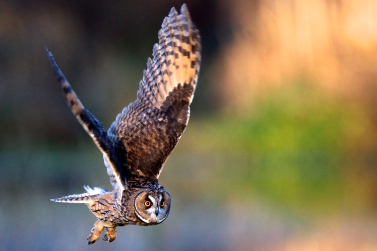 Long eared owl is &lsquo;mind-blowingly stable&rsquo; in flight (Image: Mark Bridger, Shutterstock)