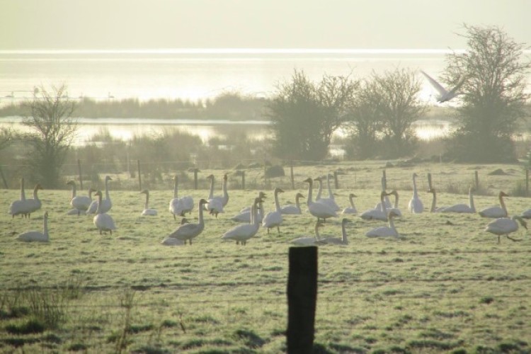 Whooper Swans feeding in fields around Lough Beg