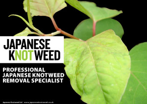 Japanese Knotweed Ltd  Brochure