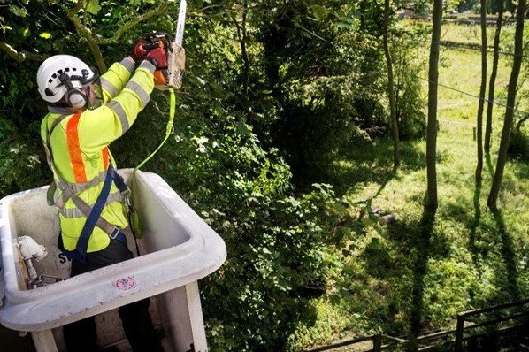 Amey secures £40m tree trimming contract