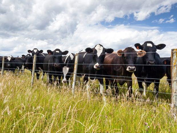 Skotlandia untuk memimpin jalan dalam mengurangi metana dari sapi