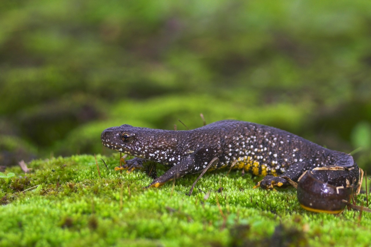 Defra, Natural England, seek your newt experiences