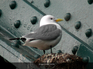 The programme has to be planned so as to avoid disturbing the famous Tyne Bridge kittiwakes. Credit: RSPB