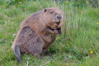 Devon Wildlife Trust is monitoring a population of Eurasian beavers, re-introduced to the River Otter in 2015. Beaver dams can attenuate flood flows by 30% even during heavy rain conditions. 