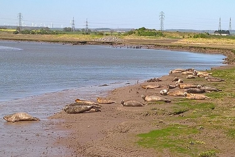 Seals basking at Greatham Creek