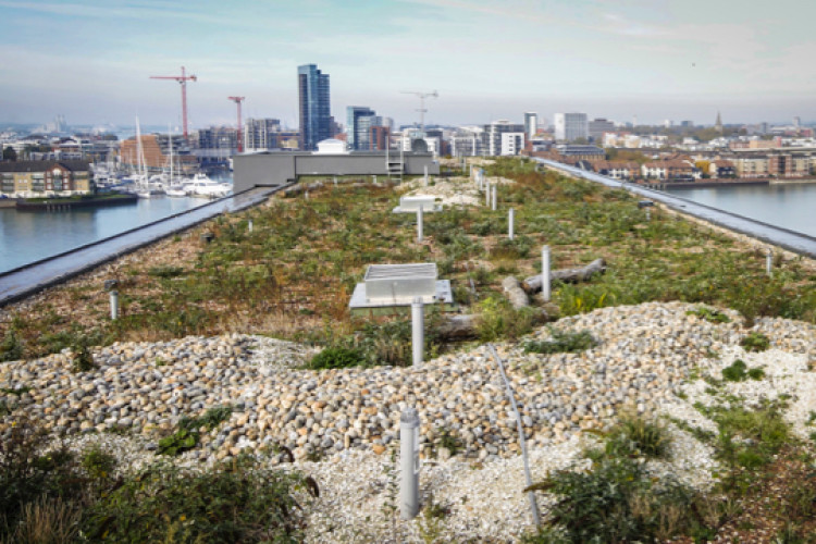A biodiverse roof in Southampton by Axter