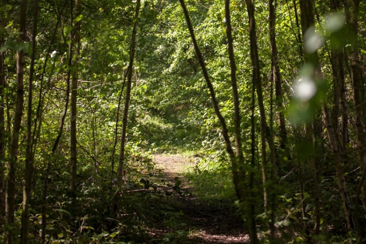 HS2 Phase 2b runs through Rothwell Country Park in Yorkshire [Photo &copy; Danny Hill]