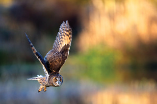 Engineers believe that owl feathers could hold the secret of quieter turbine blades.
