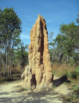 Termite skyscrapers regularly reach the human equivalent of 2km high