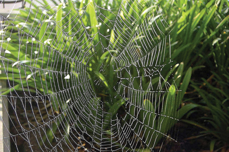 Spiders' webs are built using only the precise amount of material required to capture the target prey.