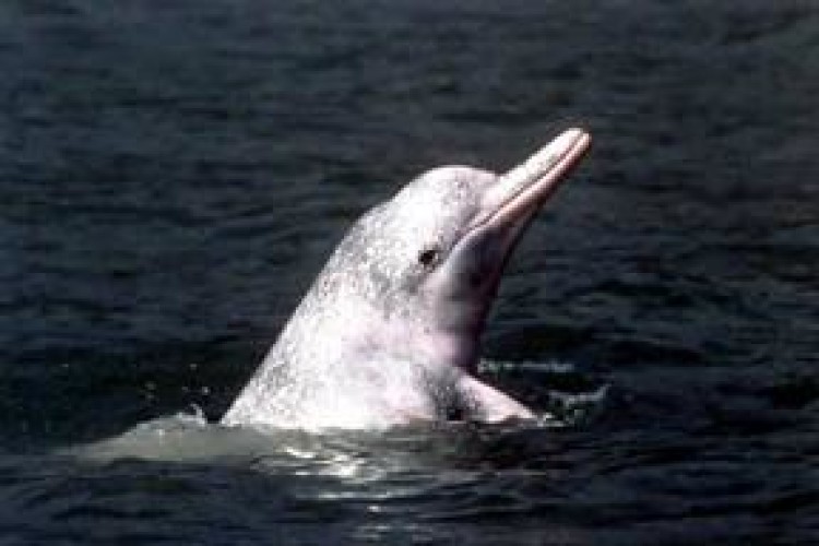 Chinese white dolphins will get special attention