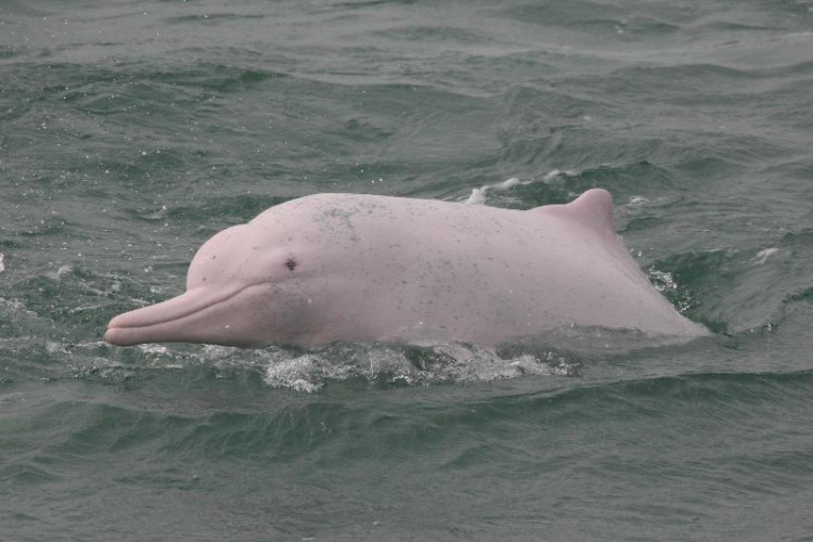Chinese white dolphins live around the airport