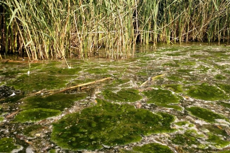 Natural England is concerned about excessive housing development contributing to algae in watercourses