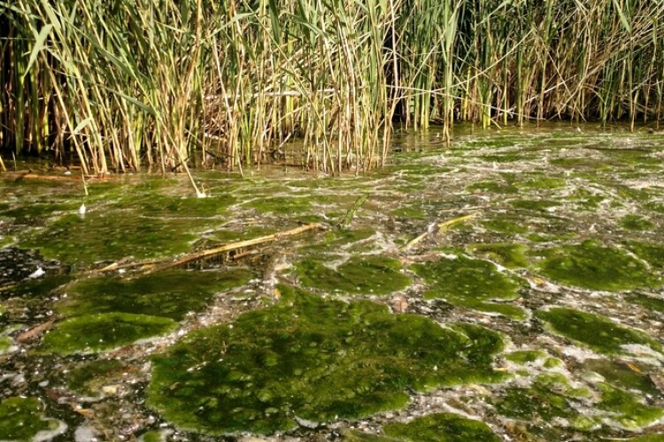 Excessive housing development contributes to algae in watercourses