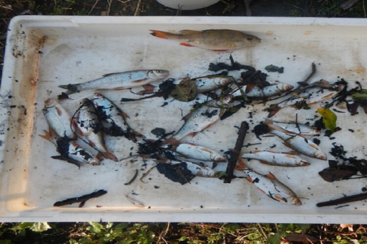 Dead fish recovered from Stanground Lode
