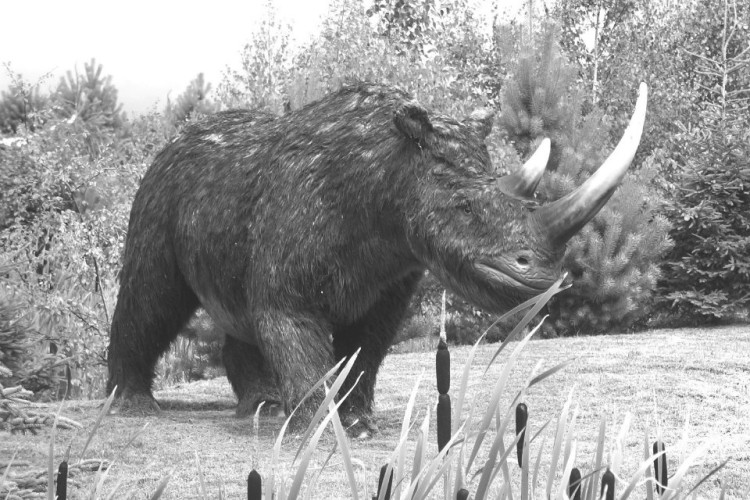 What the woolly rhino is thought to have looked like