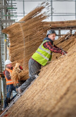 Around 30 tonnes of reed will be used to thatch the barn Around 30 tonnes of reed will be used to thatch the barn