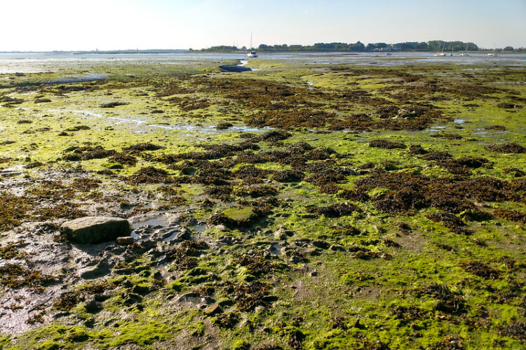 Eutrophication causes significant algae blooms along the Hampshire coastline