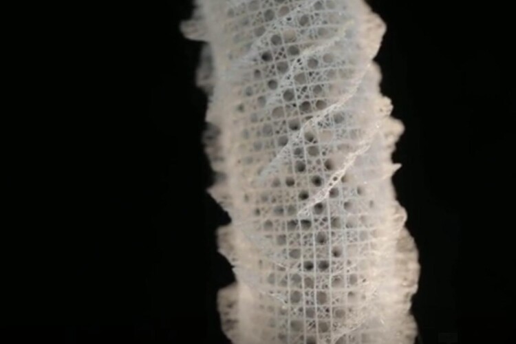The researchers have studied the skeleton of Euplectella aspergillum, a deep-water marine sponge