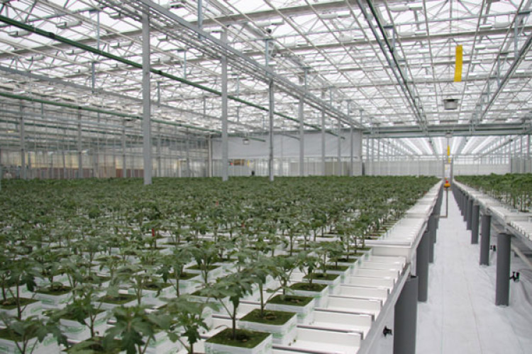 Specialist greenhouse consultancy Aurora Larssen is designing the project