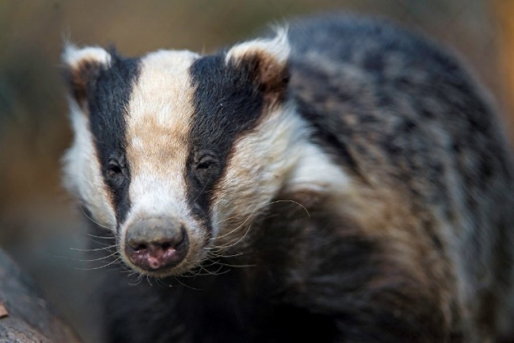 A badger