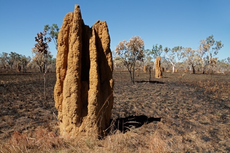 Termite mound [Courtesy: Shutterstock - EcoPrint]