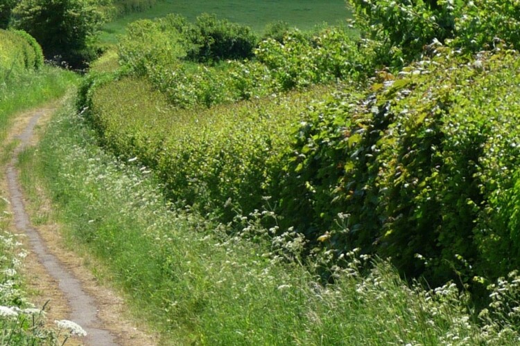 Hedgerow image &copy; Joy Russell