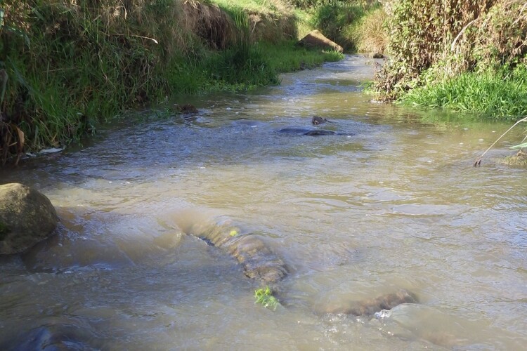 Pollution in Pitty Beck