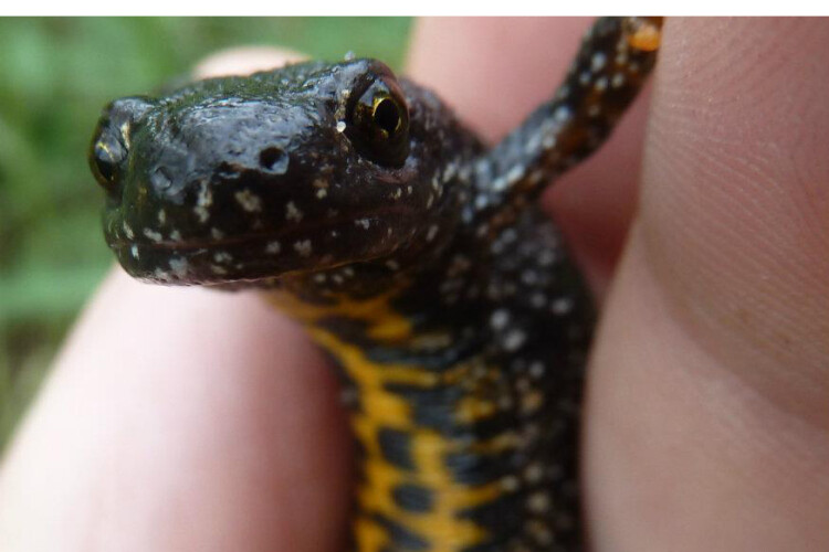 A great crested newt