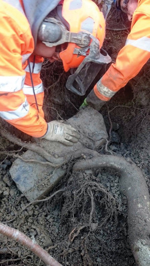 Care was taken not to damage the tree's roots