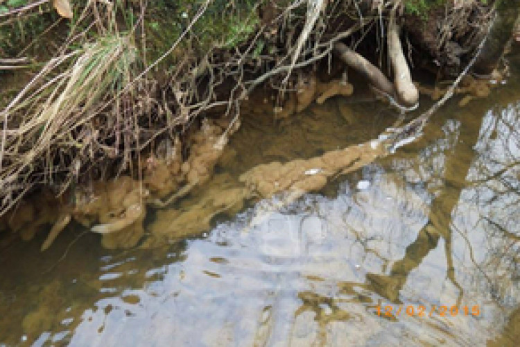 Sewage fungus growth in the River Dalch