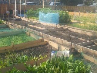 The timber that is removed is being put to good use in local allotments  