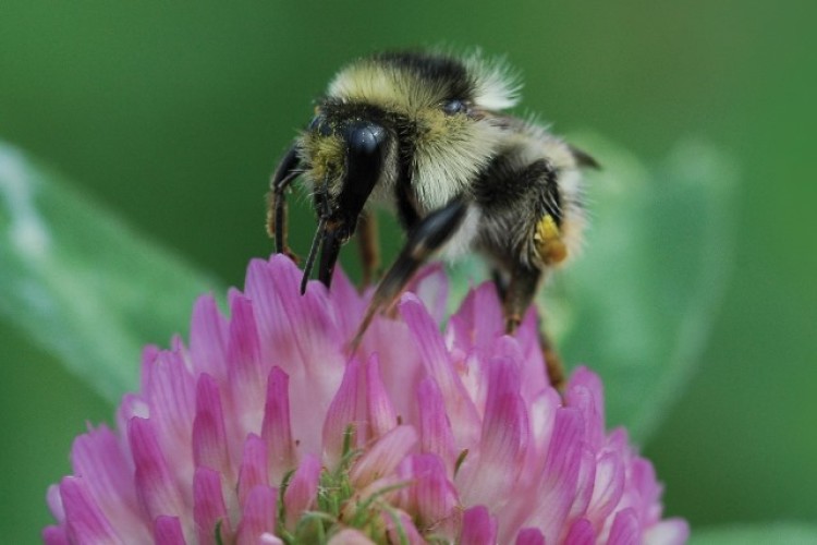 This bumblebee is at risk