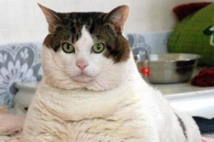 Fat cat