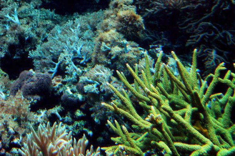 Climate change concerns include sea level rise, land loss and the impact on coral.