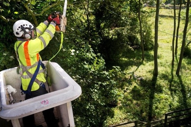 Amey will keep trees clear from 800 miles of overhead power lines 