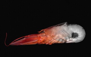 The natural strength of lobster shells inspired the research team. Lobster x-ray image by Florian Elias Rieser, licensed under a Creative Commons Attribution-Share Alike 4.0 International licence 