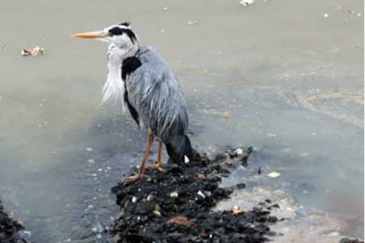 This heron, caught up in CSO discharge near Hammersmith Bridge in 2011, illustrates why the super sewer is needed