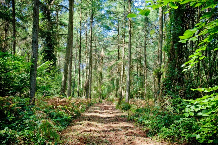 Wrington Warren cancels out Beard's pollution &ndash; because it bought it