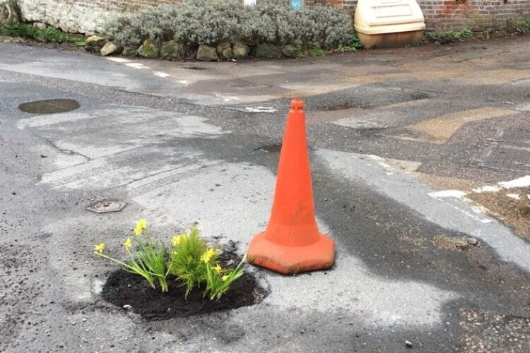 This pothole appears to have sprouted daffodils