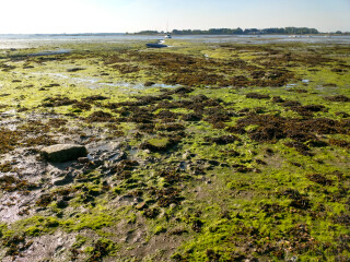 Eutrophication from excess nitrates in watercourses causes algal blooms that suffocate other plants and wildlife