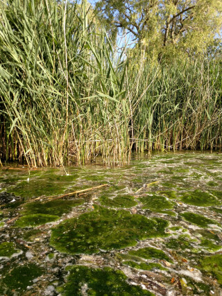 Unchecked excessive algae can interrupt the natural food chain