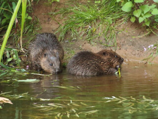 In August 2020, a colony of Eurasian beavers reintroduced to the River Otter in Devon was given leave to remain after a five year trial