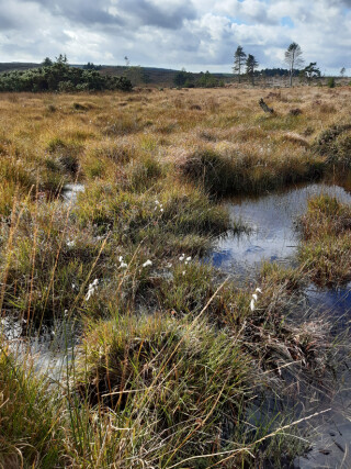 Protection if endangered habitats such as this peat bog near Purbeck, Dorset, is at the centre of government environmental policy