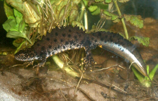 The great crested newt - notorious for holding up construction projects - need not prove an obstacle to development if a biodiversity offsetting scheme operates locally