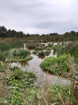 Large rewinding projects - such as this restored wetland in Norfolk - could be used to help construction projects offset their ecological impacts