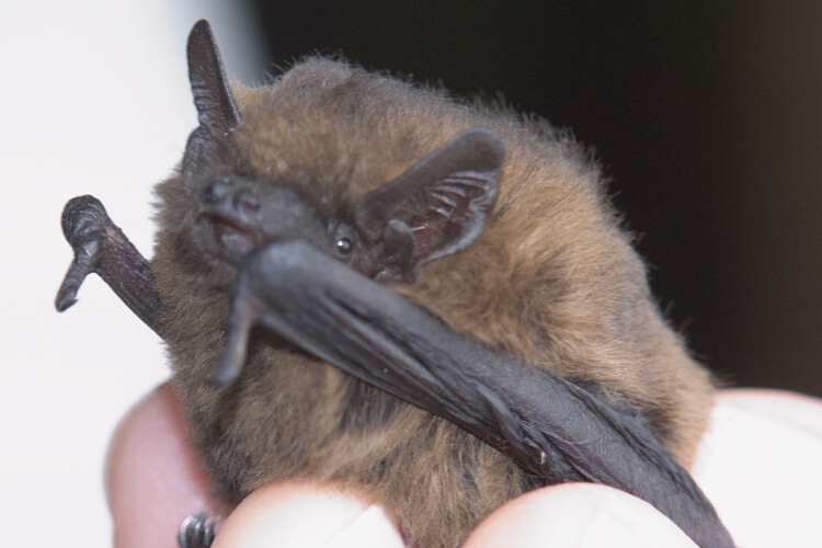 Pipistrelle bat   (Drahkrub CC BY-SA 4.0 via Wikimedia Commons)