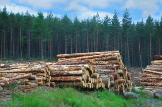 Higher log prices are being paid by sawmills Higher log prices are being paid by sawmills