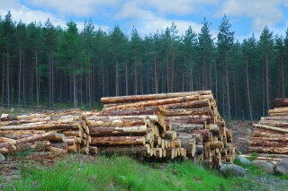 Higher log prices are being paid by sawmills 